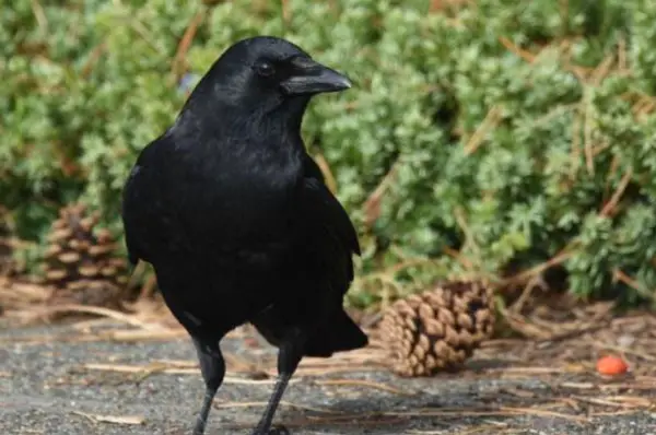 Do Crows Know What They Are Saying