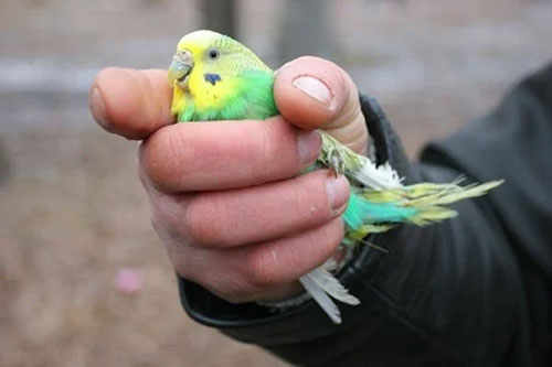 Do Pet Budgies Bite