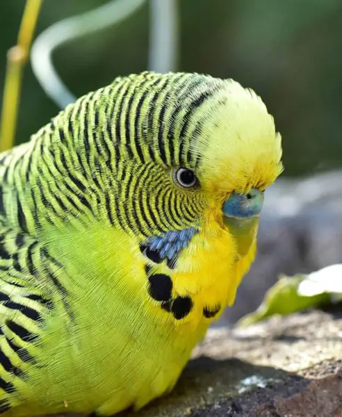 Do budgies sleep with noise