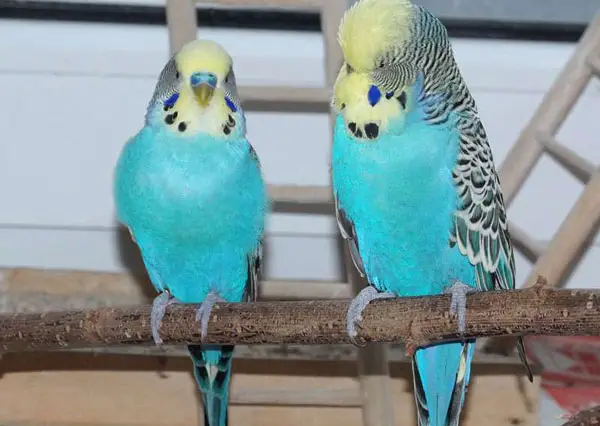 English Budgie