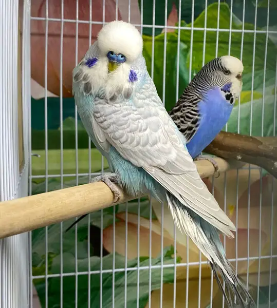 English Budgie