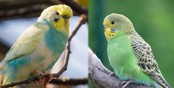 English Budgie Vs American Budgie