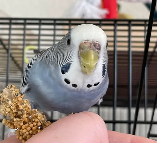 Female Budgie Cere Color Change