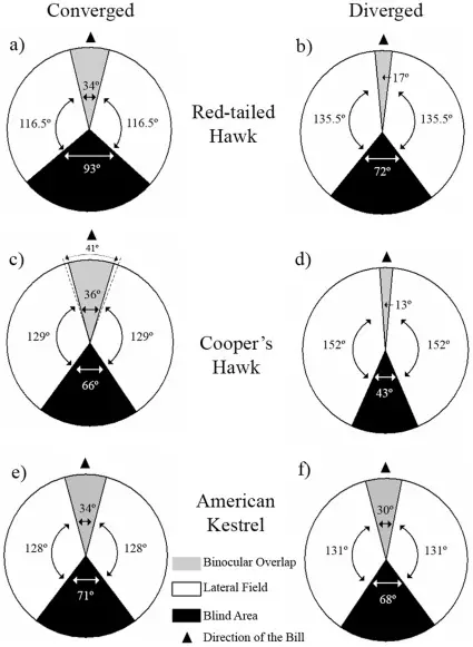 Field of View Comparison