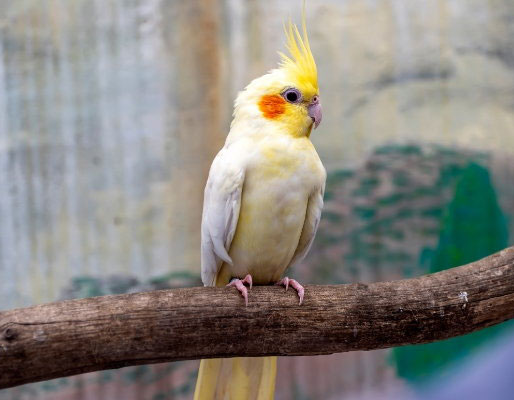 Giving baby cockatiel peanut butter