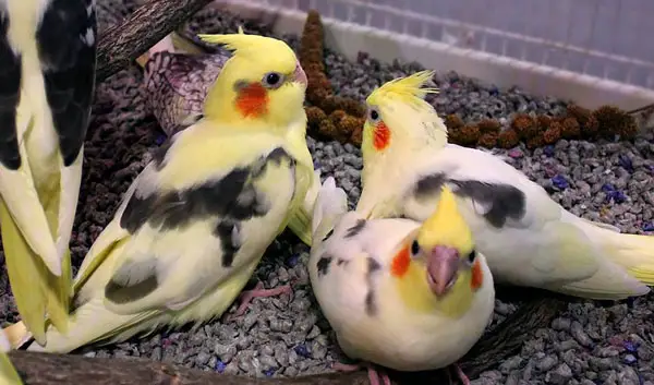 Giving spinach to baby cockatiels