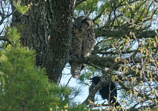 Great Horned Owls