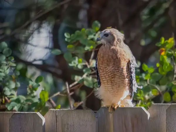 Hawks Hanging Around My House