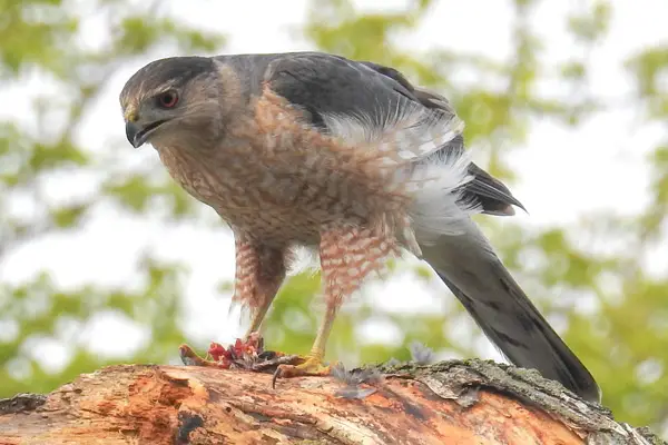 Hawks Have a Better Peripheral Vision