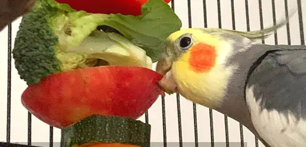 Health Benefits And Risks For Cockatiels Eating Tomatoes