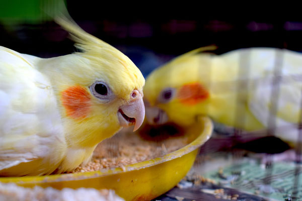 Health Benefits Cockatiels Eating Parsley