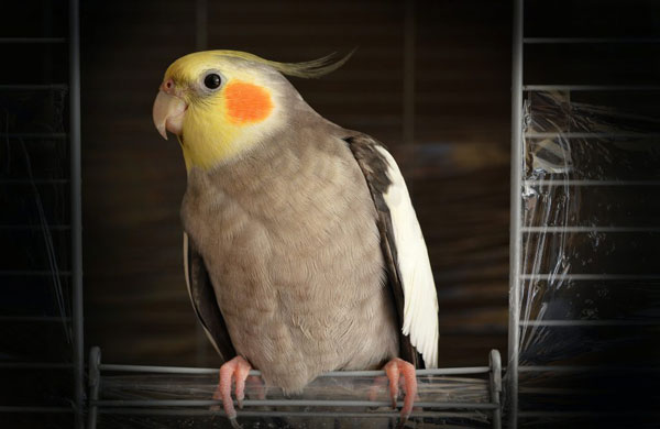 Health Benefits For Cockatiels Eating Blackberries 