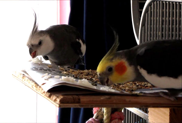 Health Benefits For Cockatiels Eating Rice