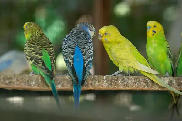 Health Benefits of Mango for Parakeets