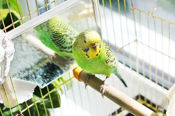 Health Risks For Budgies Eating Biscuits