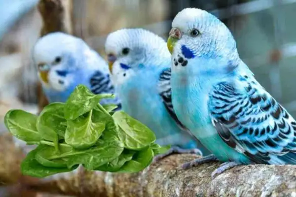 Health benefits for budgies eating spinach