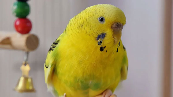 Healthy Budgie Cere Look