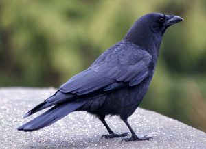 Are Crows Smarter Than Dogs? Who Is More Intelligent?