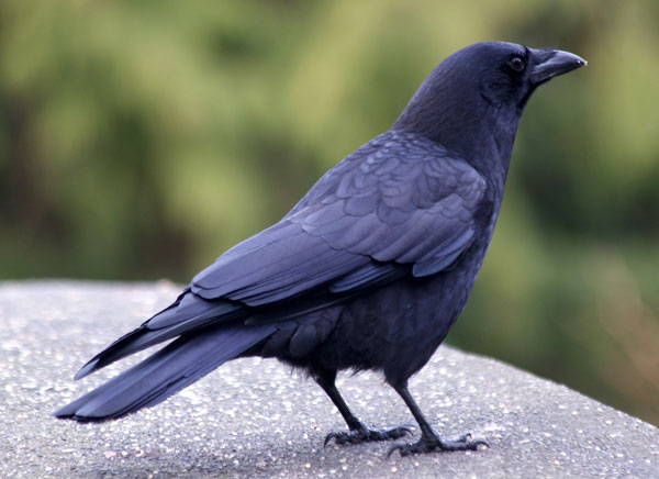 How Are Crows More Intelligent Than Dogs
