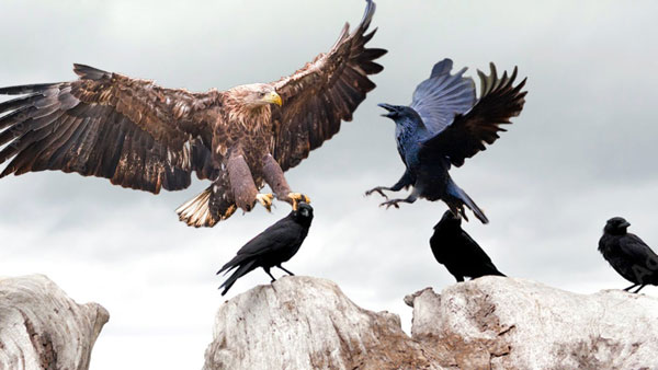 How Birds or Raptors Attack Crows