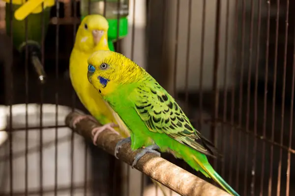 How Budgies Shake When High on Emotion