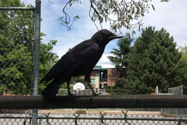 How Can Humans Avoid Crow Attacks