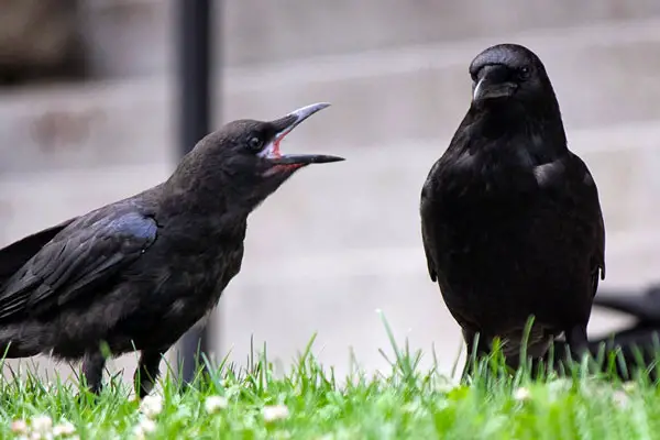 How Do Crows Talk To Each Other