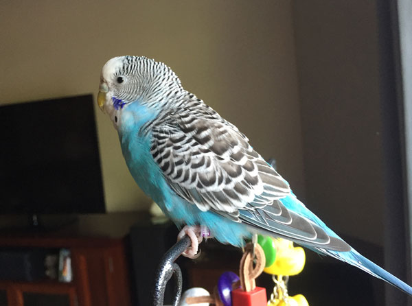 How Do I Know My Budgie Is Panting