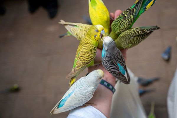 How Do I Stop My Budgie From Regurgitating On Me