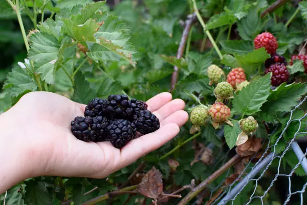 How Do You Prepare Blackberries for Cockatiels