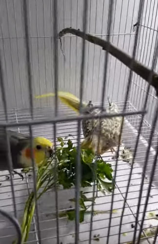 How Do You Prepare Parsley for Cockatiels