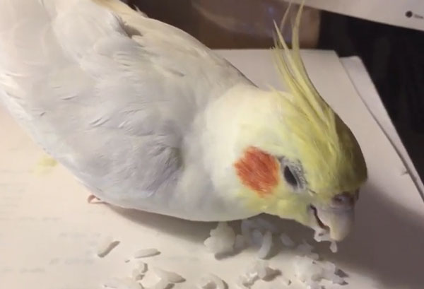 How Do You Prepare Rice for Cockatiels