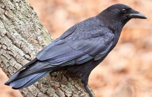 Can Crows Be Trained Like Parrots?