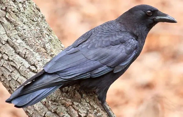 How Does A Crow Talk