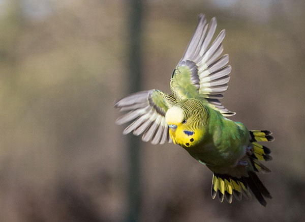 How Far Can A Budgie Fly