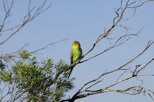 How Long Can Budgies Survive After Escaping