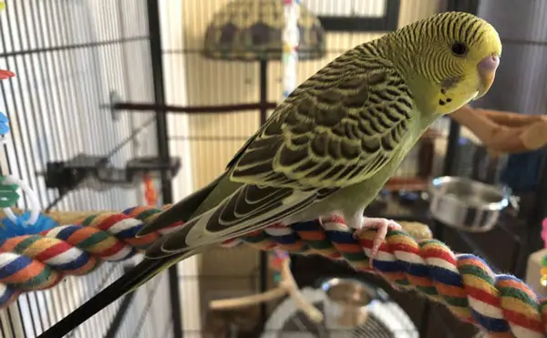 How Long Can a Budgie Go Without Food