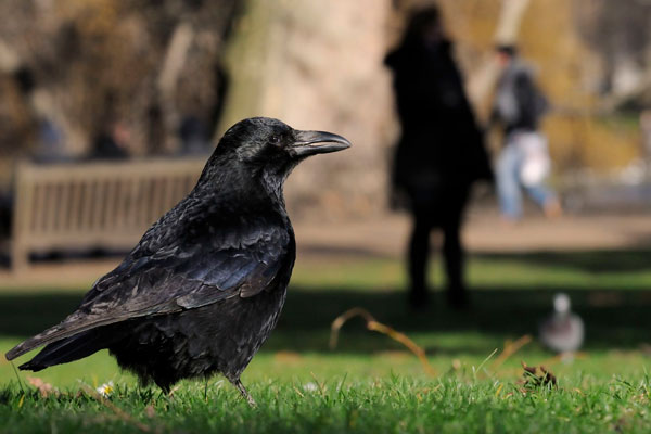 How Mammals or Ground Predators Attack Crows
