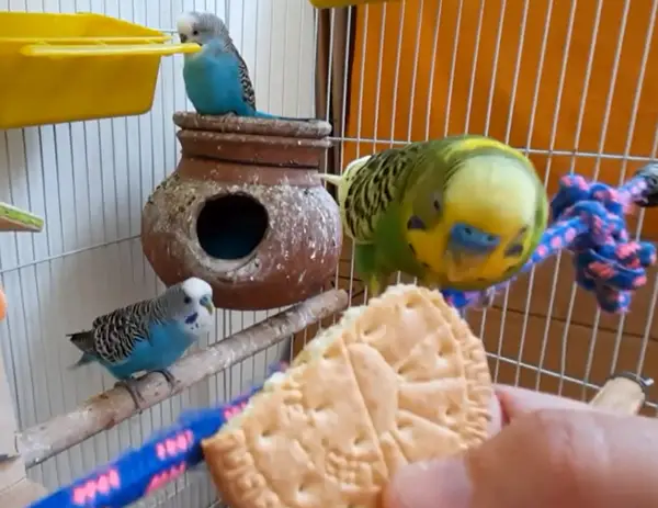 How Many Biscuits Should Budgies Eat