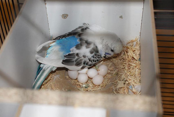How Many Eggs Can A Budgie Lay