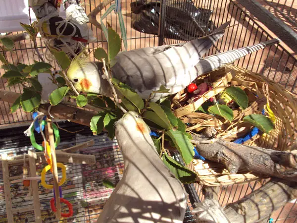 How Much Blackberries Should Cockatiels Eat