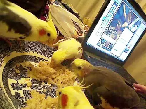 How Much Rice Should Cockatiels Eat