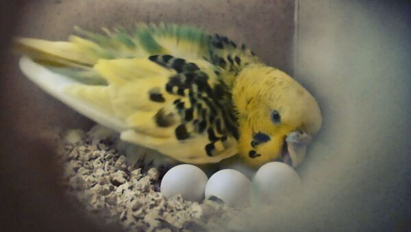 How Often Do Budgies Lay Eggs