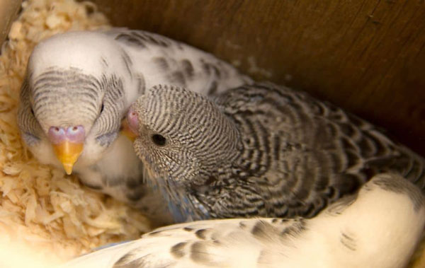 How Often Do Parakeets Lay Unfertilized Eggs