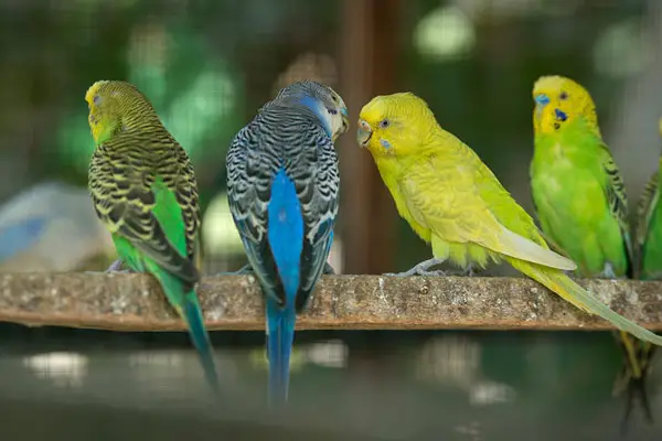 How To Get A Budgie To Eat