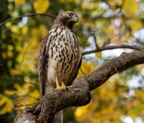 How To Prevent Hawks from Going Extinct