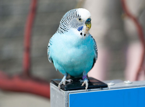 How To Prevent Your Budgie From Sneezing