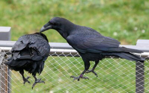 How To Train A Crow To Talk