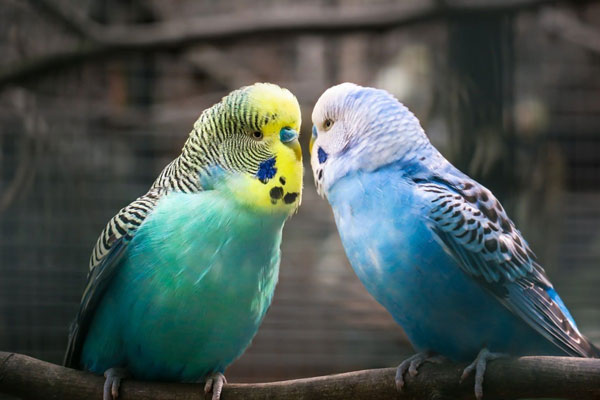 How To Train & Introduce The Budgies With Each Other