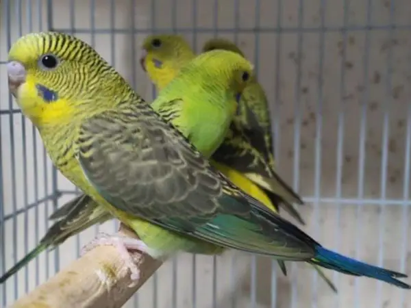 How To Treat Tail Bobbing In Budgies
